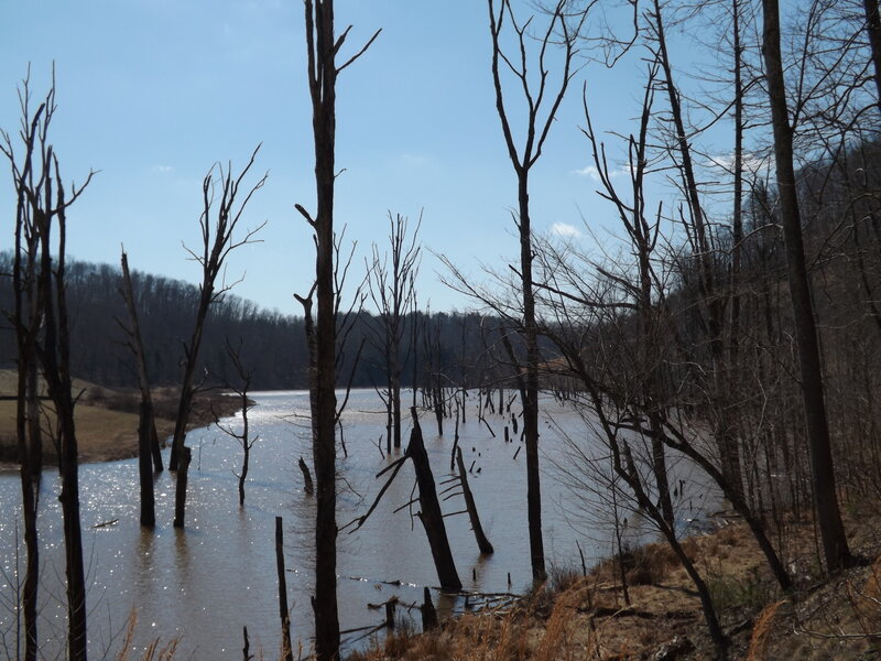 Dead Trees in Water — Brown