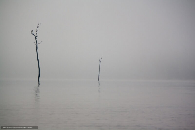 Dead Trees in Water — Gray