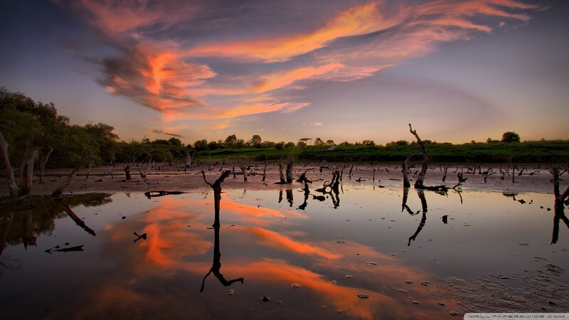 Dead Trees in Water — Orange, Dramatic