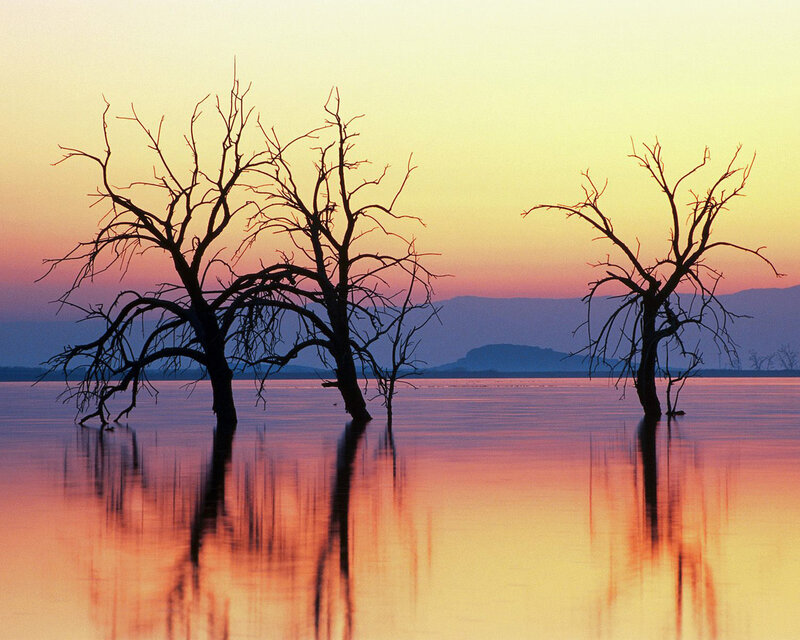 Dead Trees in Water — Orange, Serene, Sunset, Photograph, Sky