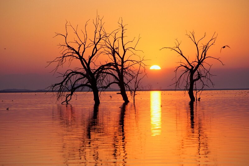 Dead Trees in Water — Orange, Serene, Sunset, Photograph, Sun, Bird