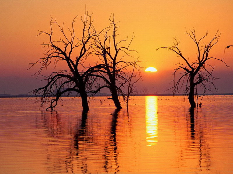 Dead Trees in Water — Orange