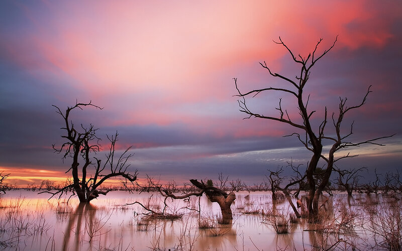Dead Trees in Water — Pink