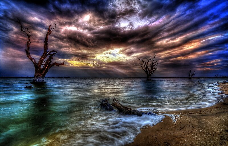 Dead Trees in Water