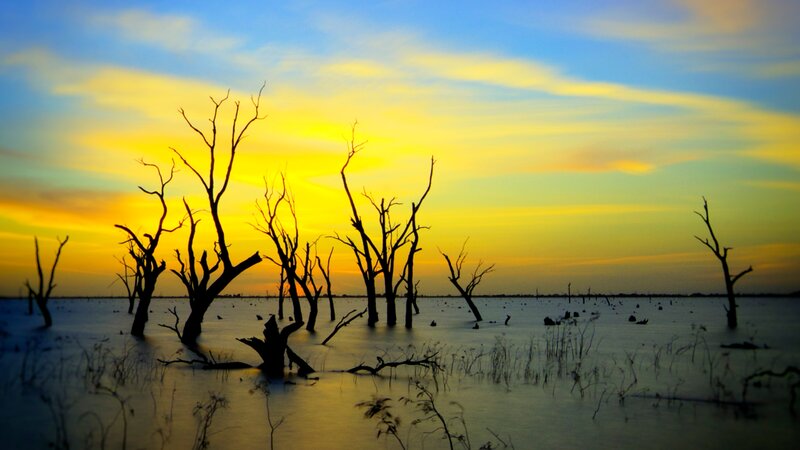 Dead Trees in Water — Yellow