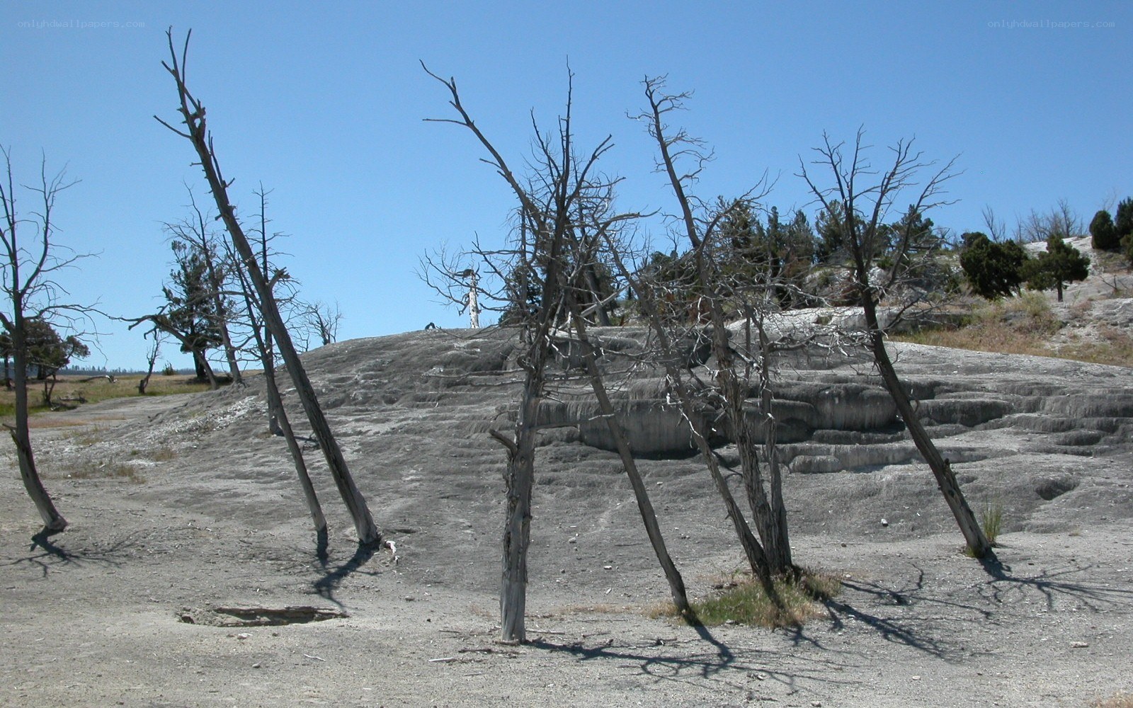 Dead trees on a rocky hillside