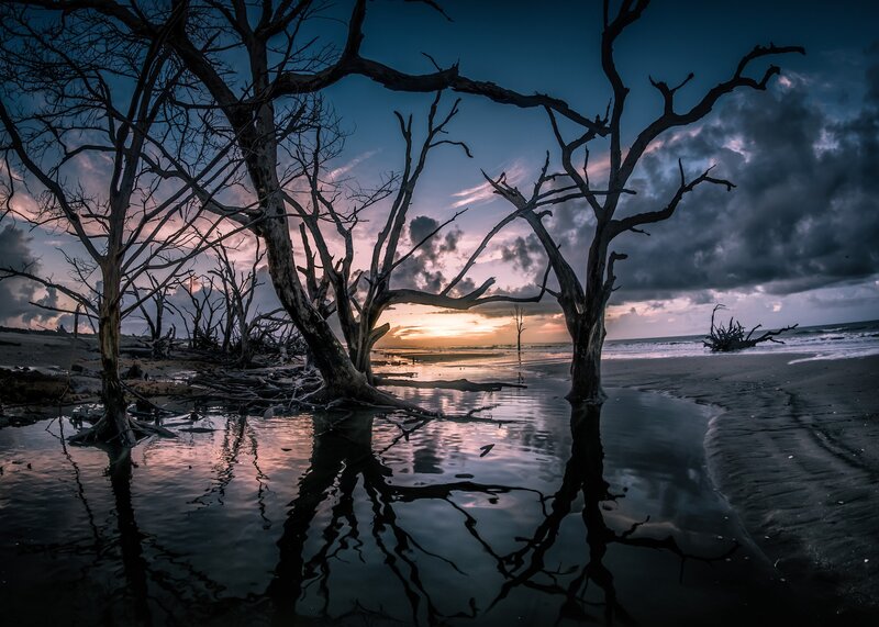 Dead Trees on Beach — Blue
