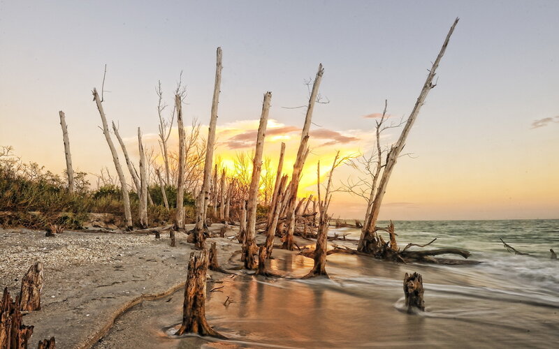 Dead Trees on Beach