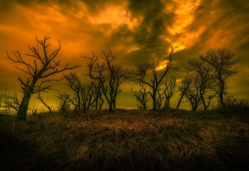 Dead Trees on Hill