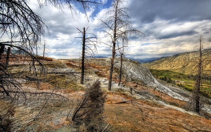 Dead Trees on Hillside — Brown