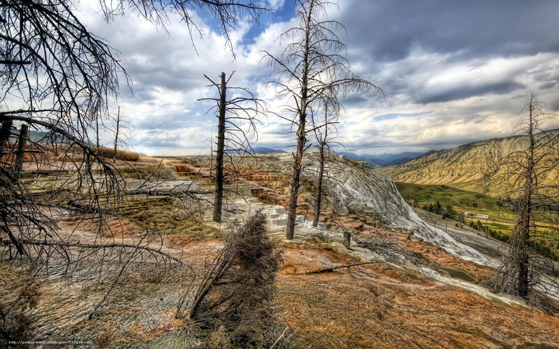 Dead Trees on Hillside