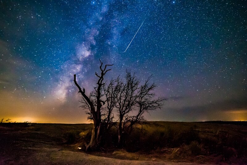 Dead Trees under Stars