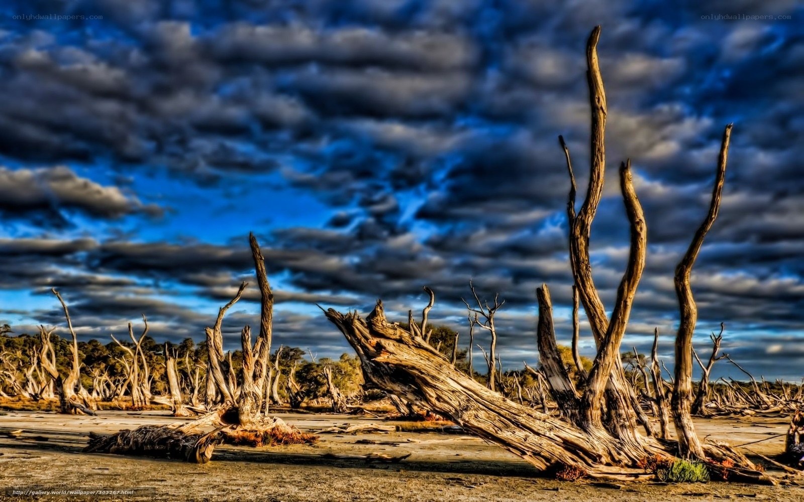 Dead trees under stormy sky