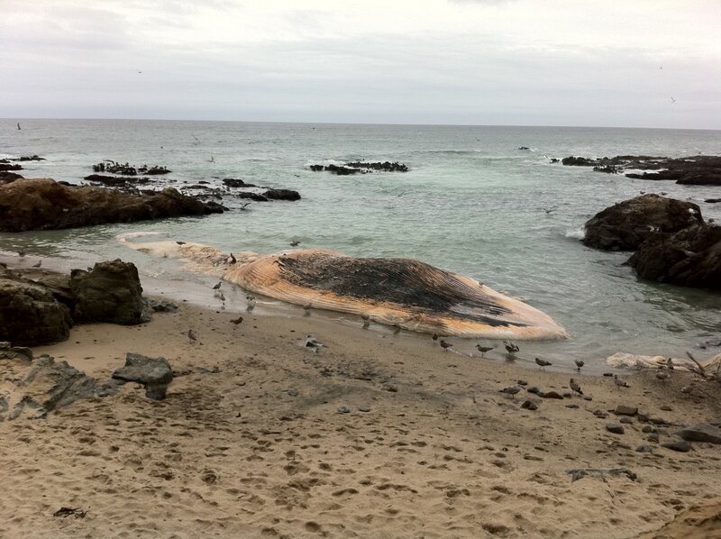 Dead whale on beach