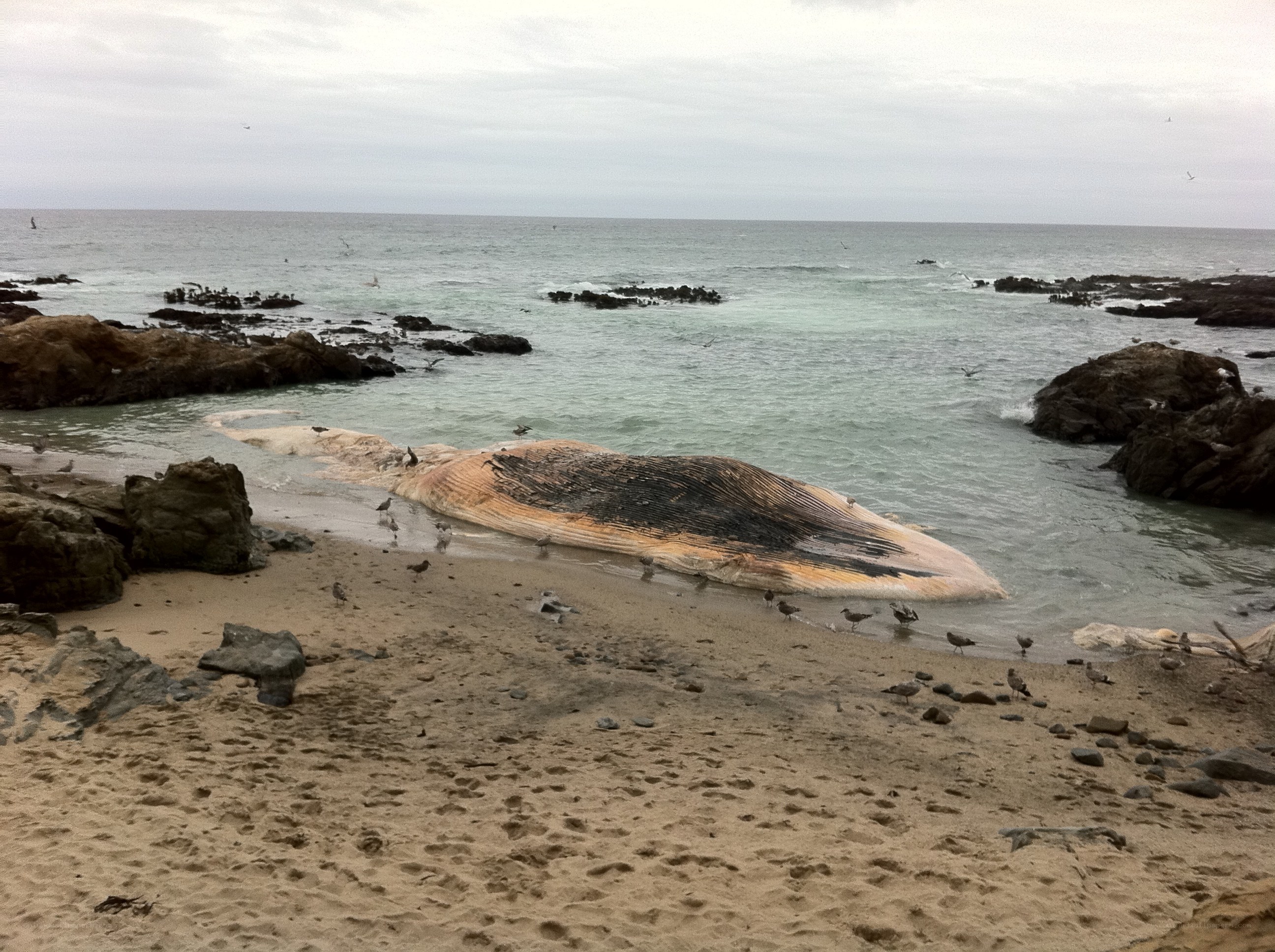 Dead whale on beach