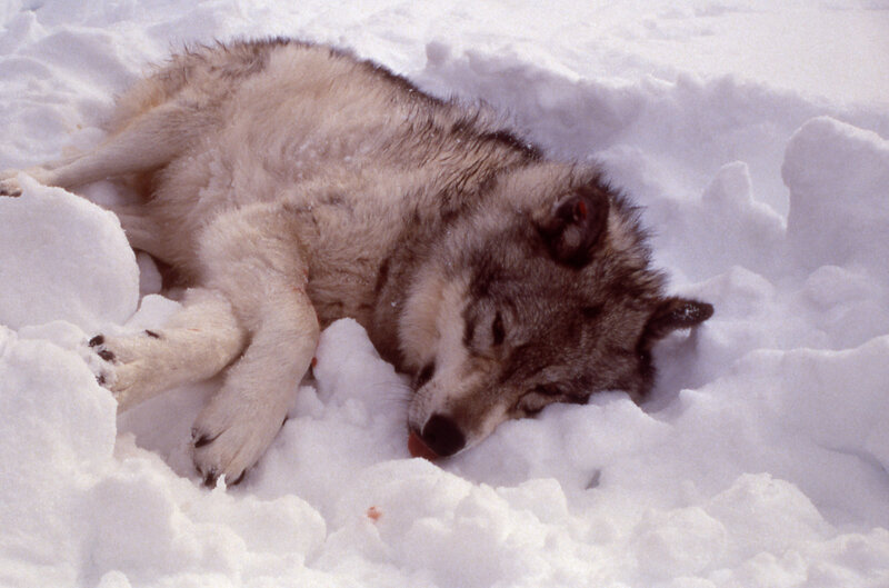 Dead Wolf in Snow
