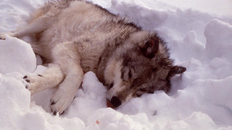 Dead Wolf in Snow — White