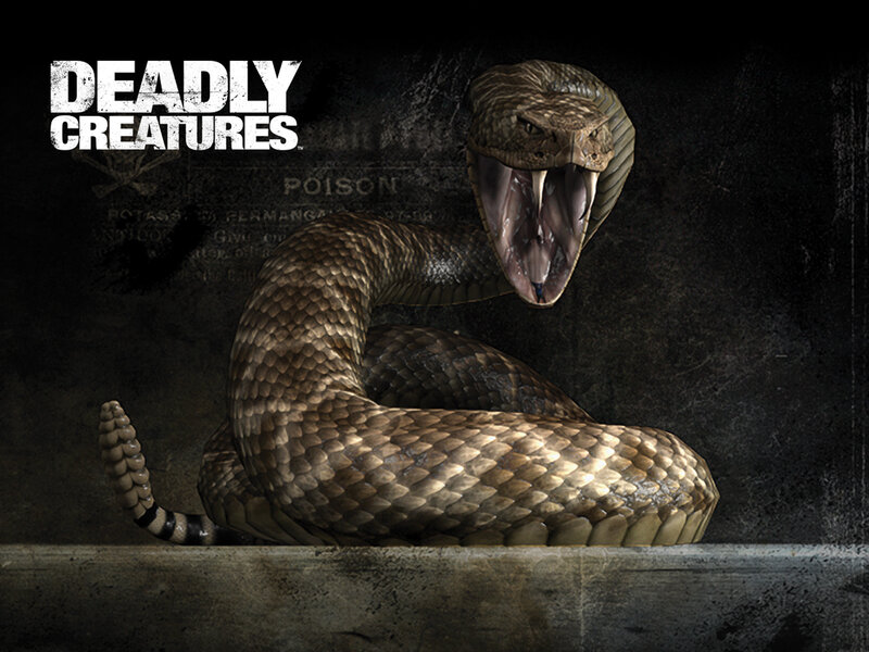 Deadly Creatures: Rattlesnake