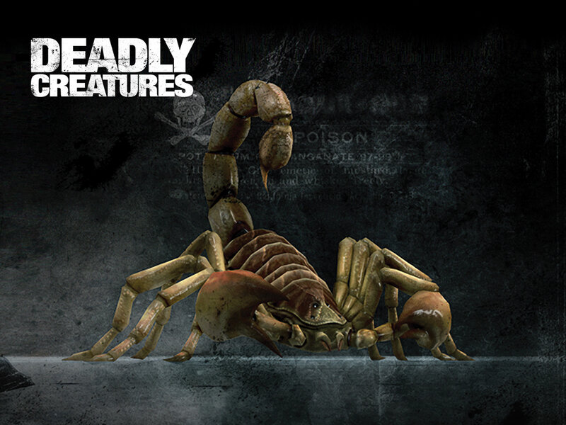 Deadly Creatures Scorpion