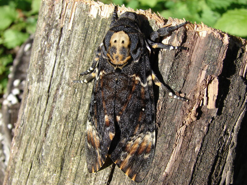 Death's-head hawkmoth on wood