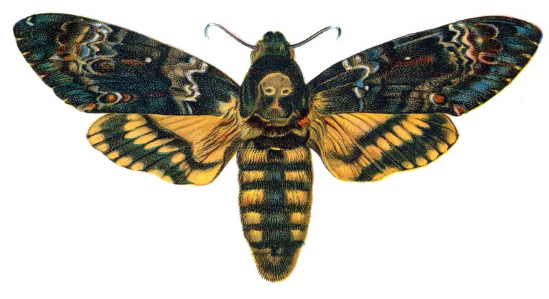 Death's-head hawkmoth