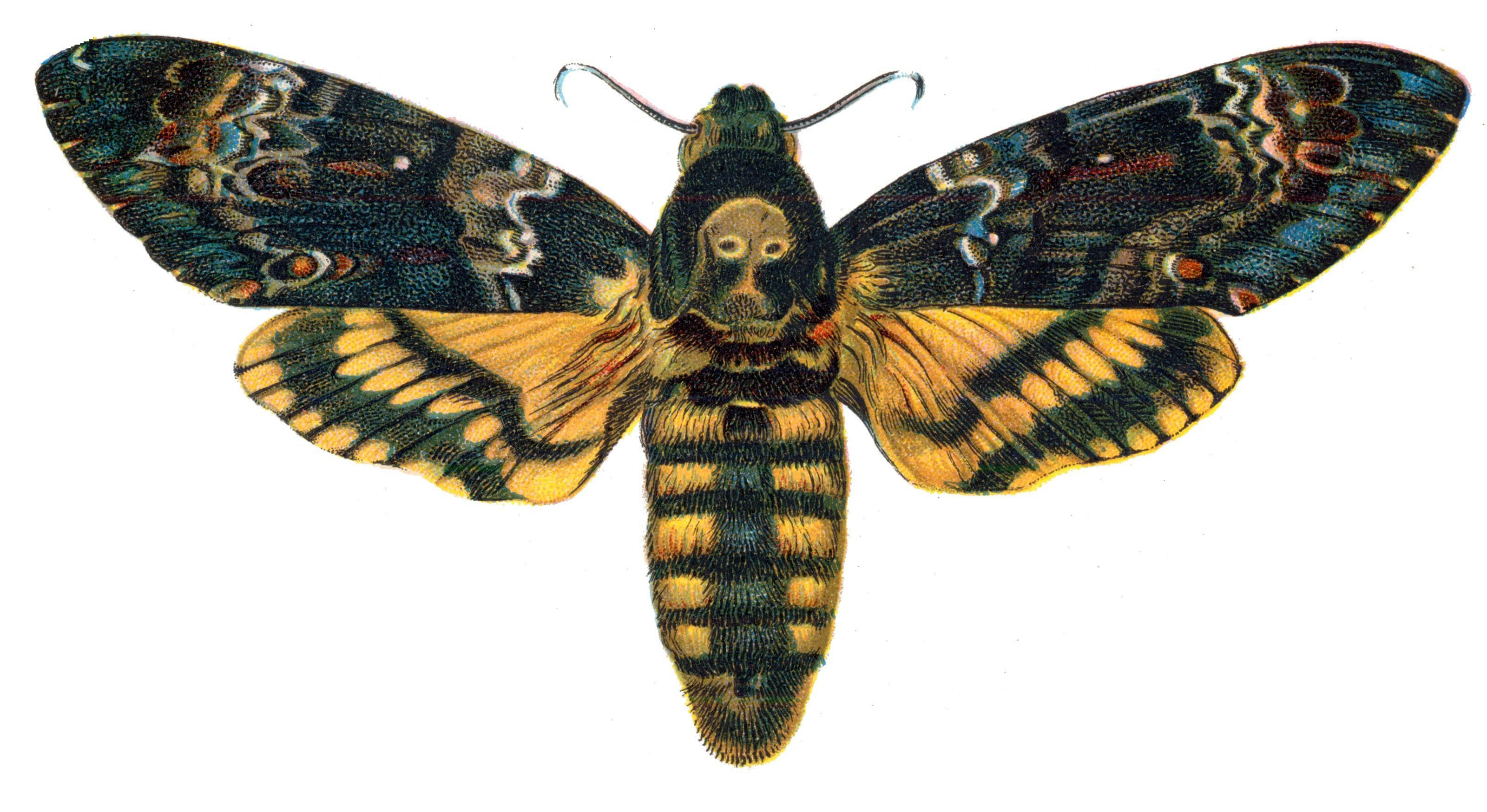 Death's-head hawkmoth