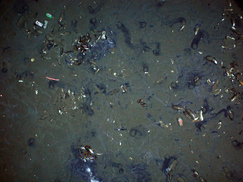 debris floating in water
