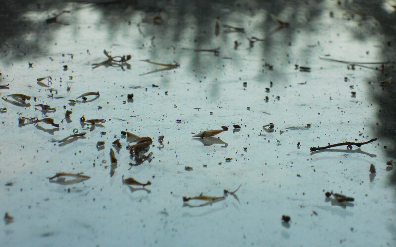 debris on wet surface