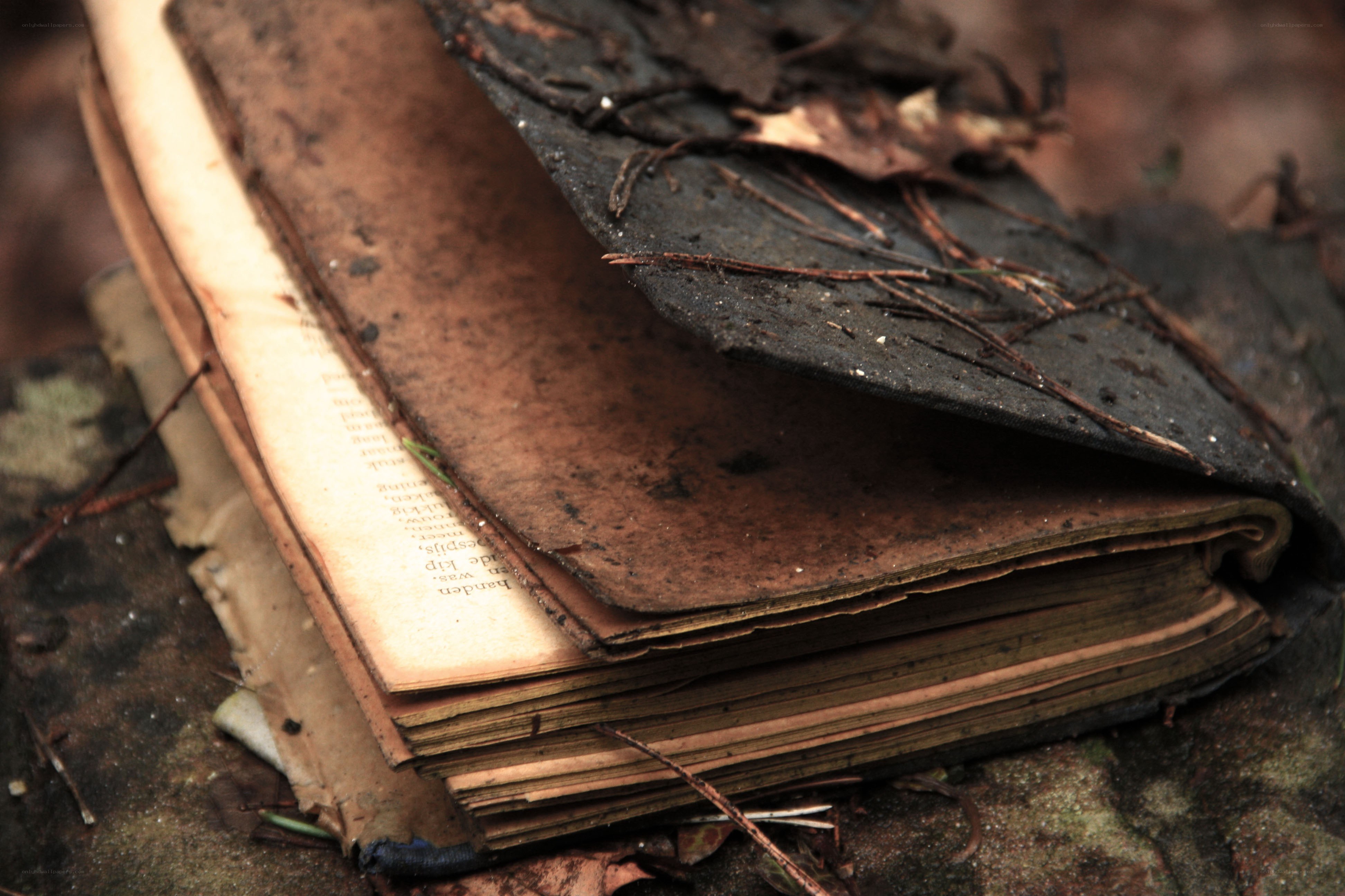 decayed book in forest