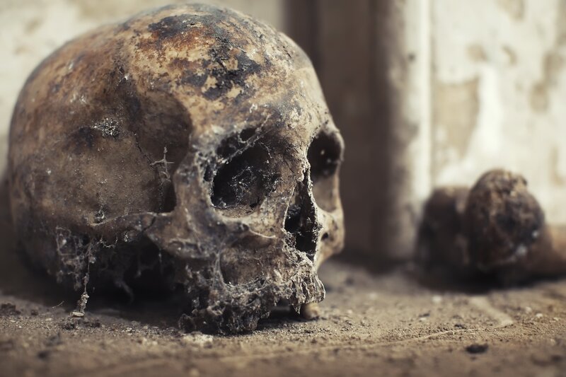 Decayed Human Skull