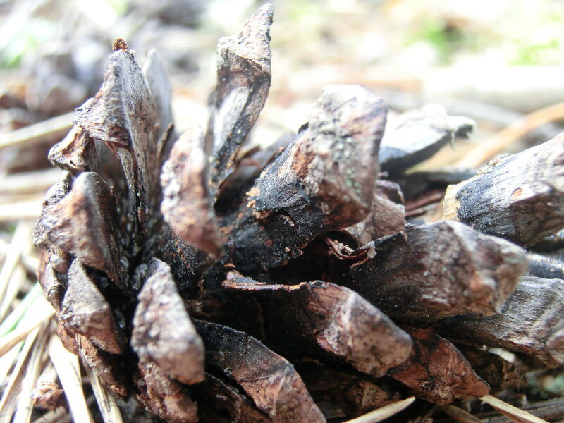 Decayed Pinecone