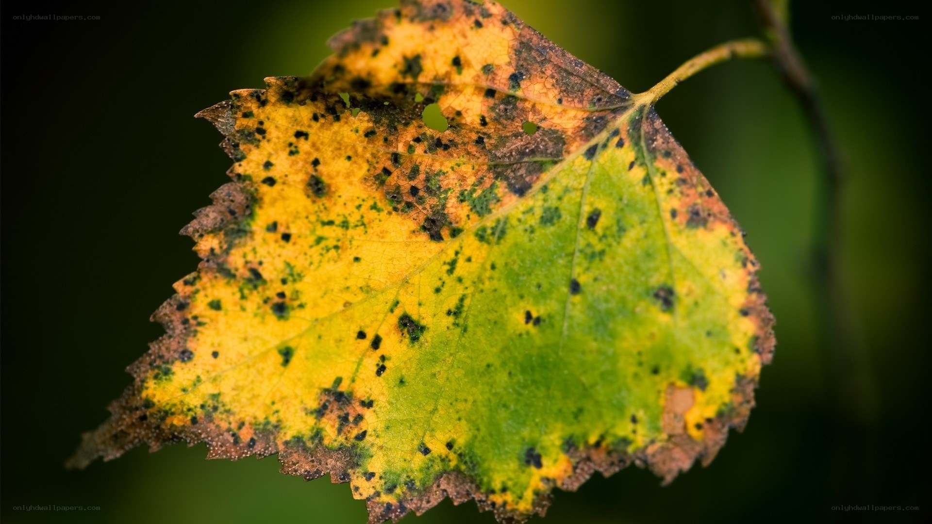 Decaying autumn leaf