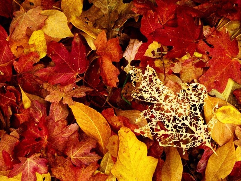 Decaying Autumn Leaves