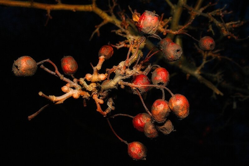 Decaying berries on a branch