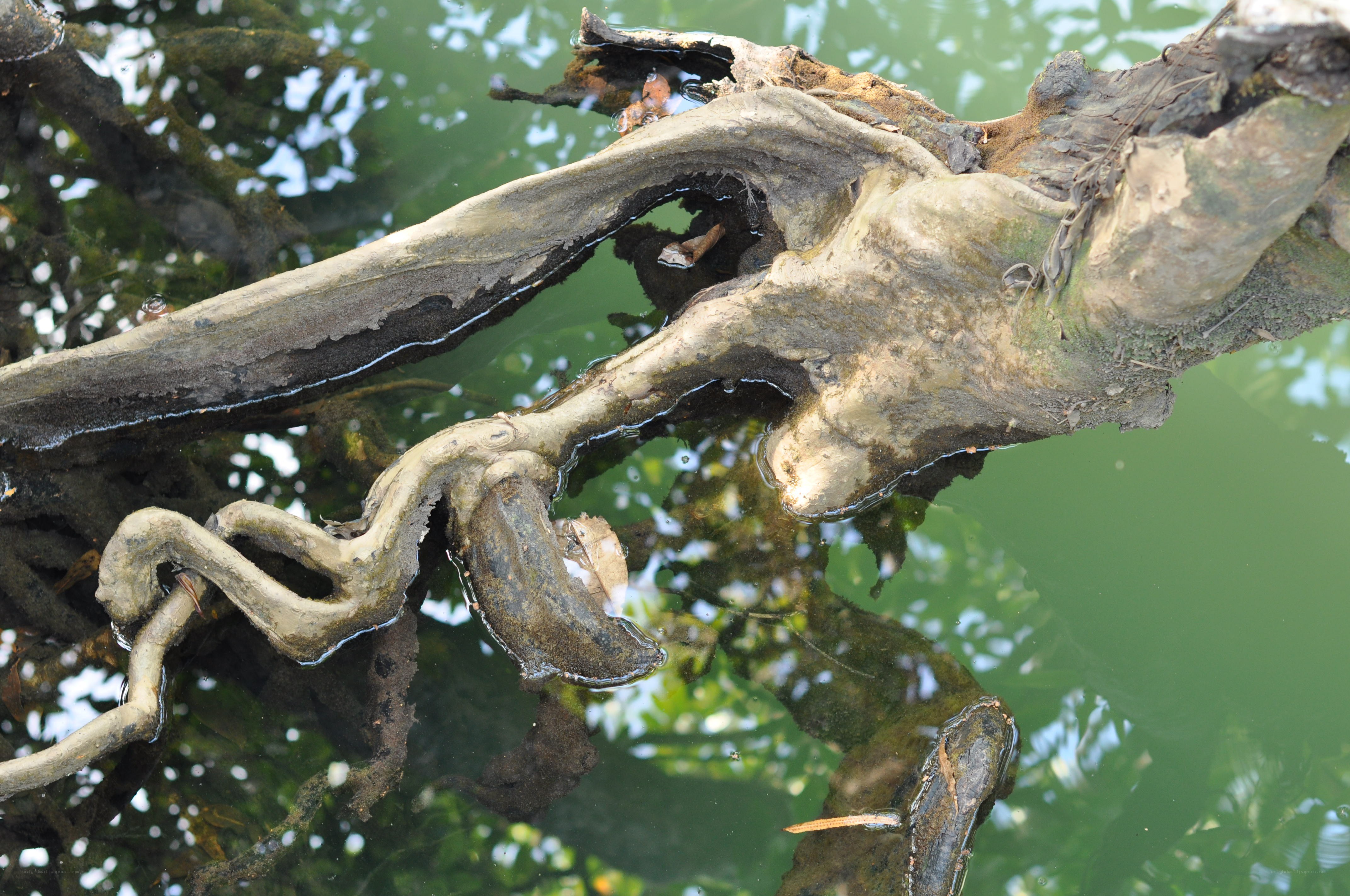 Decaying branch in green water
