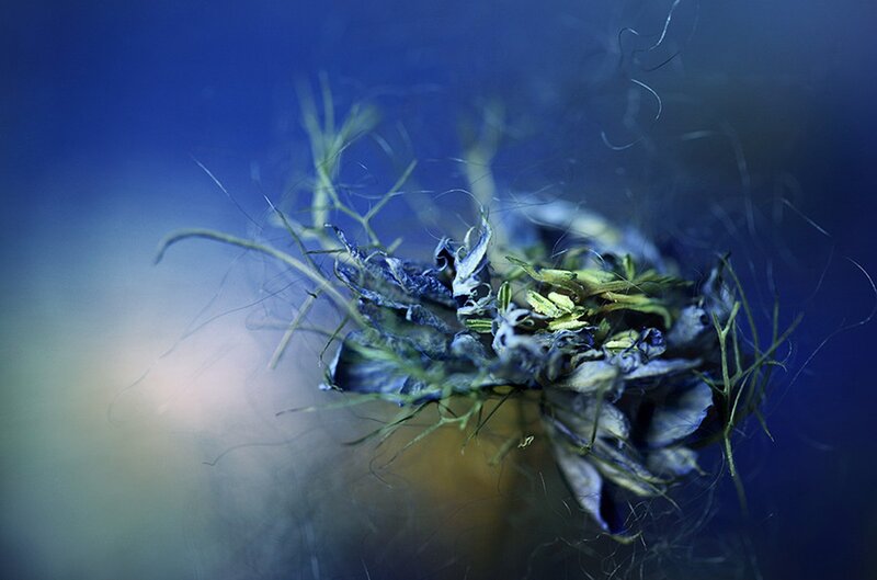 Decaying Flower Cluster