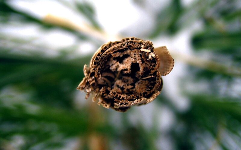Decaying Flower Head