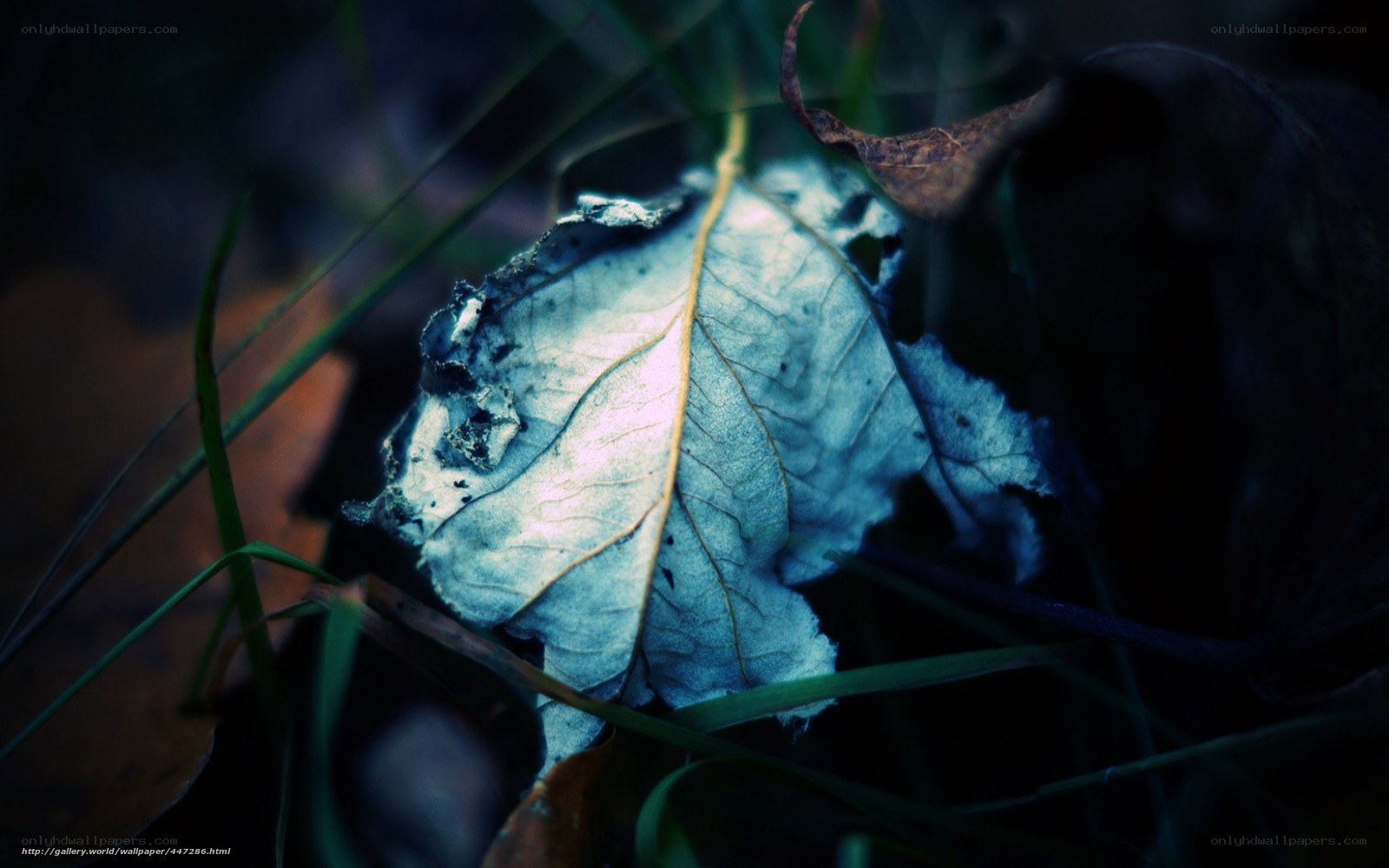 Decaying leaf in forest