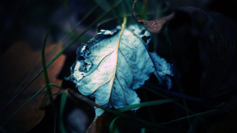decaying leaf in forest