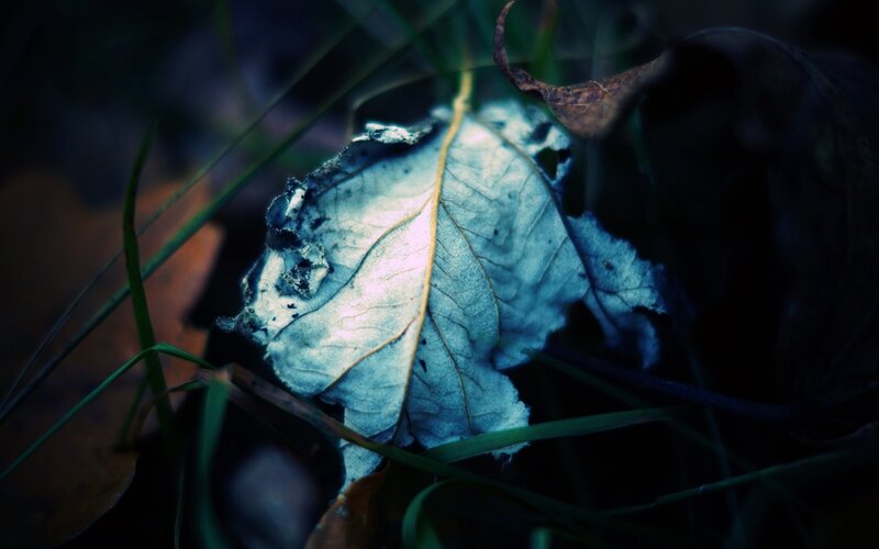 Decaying leaf in forest