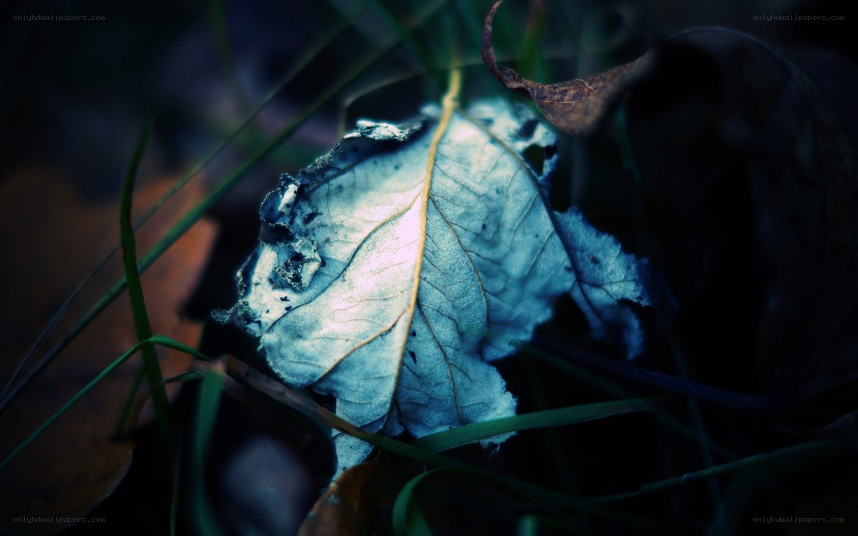 Decaying leaf in forest
