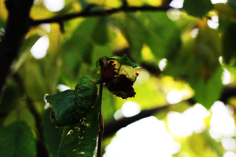 decaying leaf on a tree branch