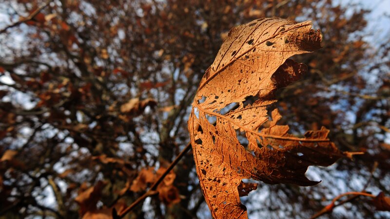 decaying leaf on a tree