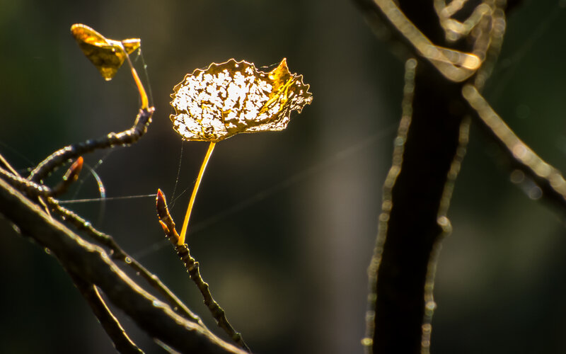Decaying Leaf on Branch — Gold