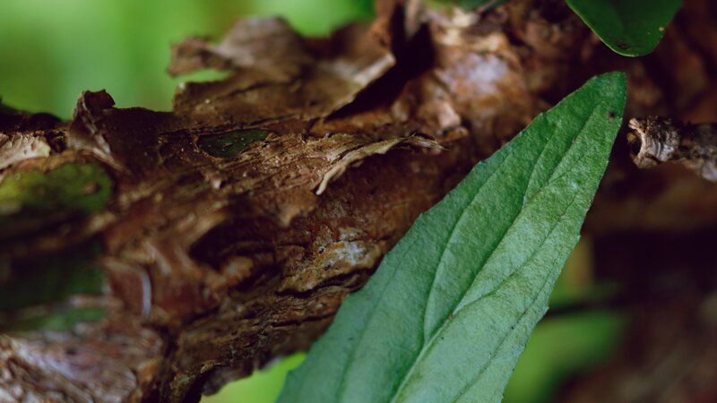 Decaying Leaf on Branch