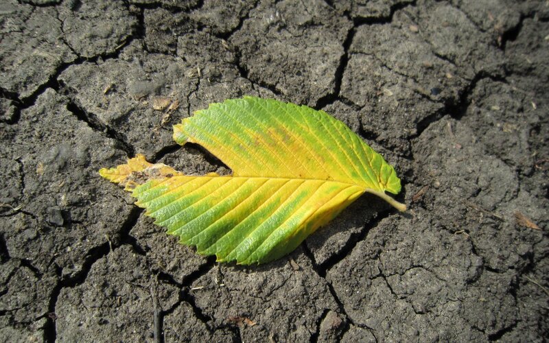 Decaying Leaf on Cracked Soil