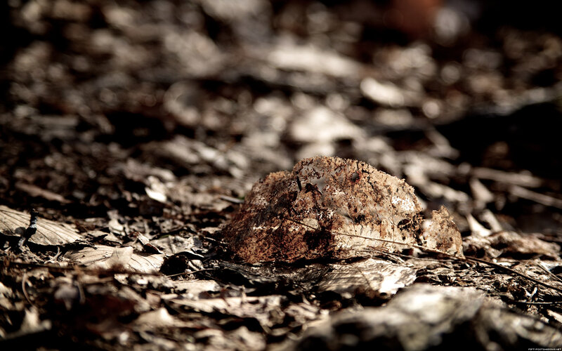 Decaying leaf on forest floor