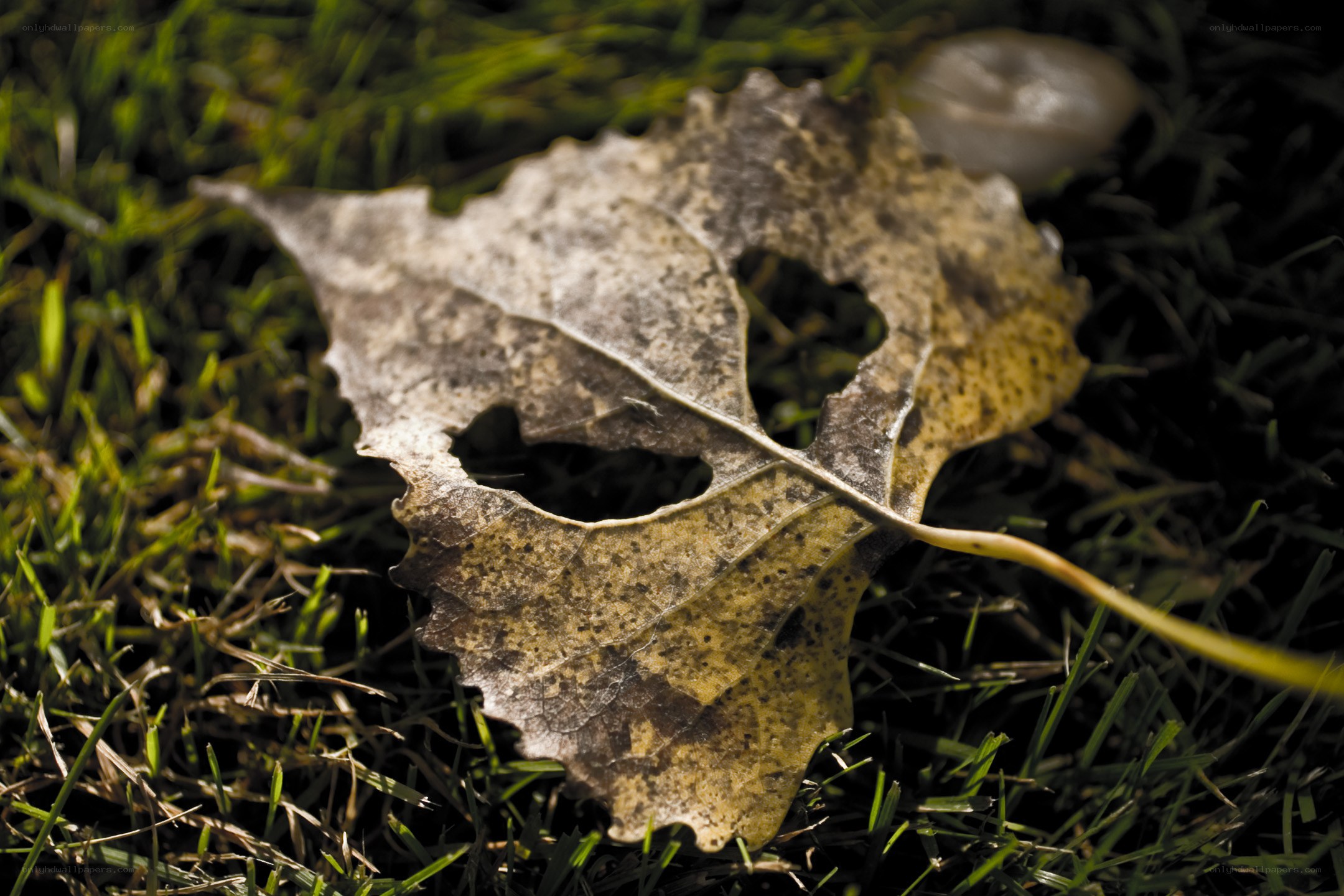 Decaying leaf on grass