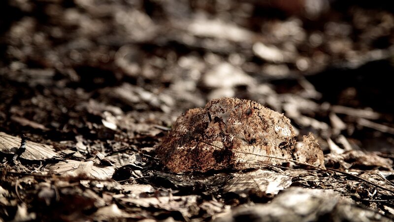 Decaying Leaf on Ground