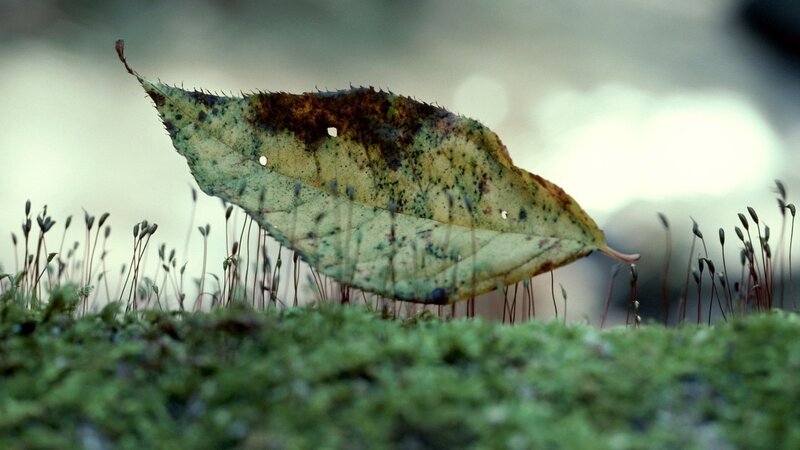 decaying leaf on moss